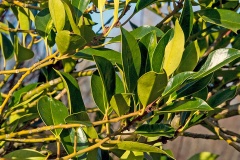 Holly [Ilex aquifolium]