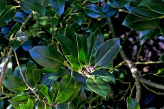 Holly [Ilex aquifolium]