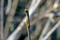 Common Hazel [Corylus avellana]