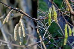 Common Hazel [Corylus avellana]