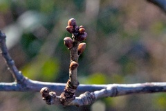 English Oak [Quercus robur]