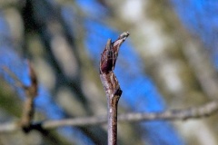 Rowan (or Mountain Ash) [Sorbus aucuparia]