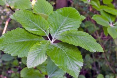 Whitebeam [Aria edulis]