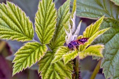 Raspberry [Rubus idaeus]