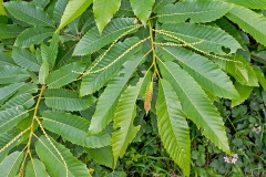 Sweet Chestnut [Castanea sativa]