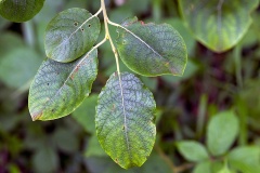 Goat Willow (or Sallow) [Salix caprea]