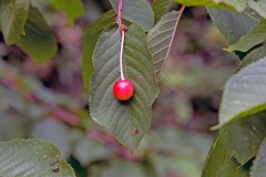 Wild Cherry [Prunus avium]