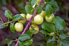Common Plum [Prunus domestica]