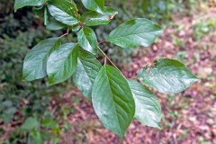 Cherry Plum [Prunus cerasifera]
