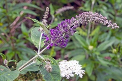 Butterfly Bush [Buddleja sp.]