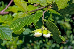 Common Hazel [Corylus avellana]