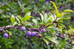 Blackthorn [Prunus spinosa]