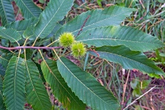 Sweet Chestnut [Castanea sativa]