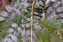 European Ash [Fraxinus excelsior]