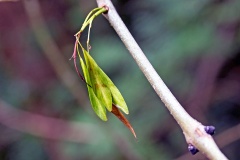 European Ash [Fraxinus excelsior]