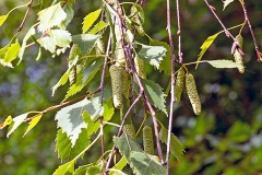 Silver Birch [Betula pendula]