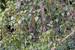 Silver Birch [Betula pendula]