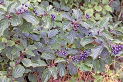 Common Dogwood [Cornus sanguinea]