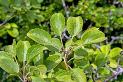 Common Buckthorn [Rhamnus cathartica]