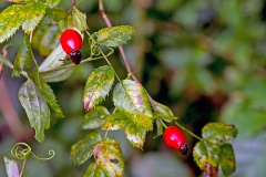 Dog Rose [Rosa canina]