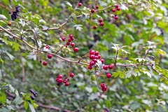 Common Hawthorn [Crataegus monogyna]