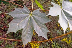 Norway Maple [Acer platanoides]