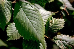 Wych Elm [Ulmus glabra?]