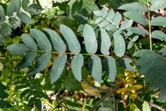 Rowan (or Mountain Ash) [Sorbus aucuparia]