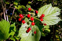 Guelder-rose [Viburnum opulus]