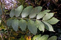 European Ash [Fraxinus excelsior]