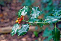 Holly [Ilex aquifolium]