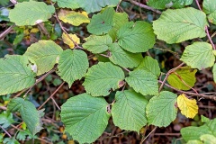 Common Hazel [Corylus avellana]