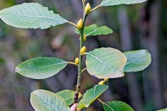Goat Willow (or Sallow) [Salix caprea]