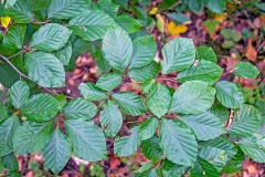 Beech [Fagus sylvatica]