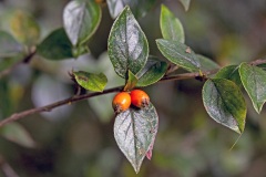 Himalayan Cotoneaster [Cotoneaster simonsii?]