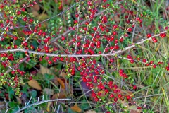Wall Cotoneaster [Cotoneaster horizontalis]