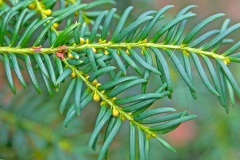 English Yew [Taxus baccata]