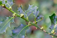 Holly [Ilex aquifolium]