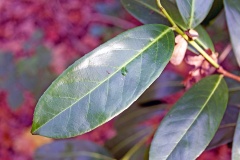 Cherry Laurel [Prunus laurocerasus]