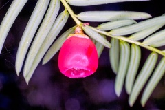 English Yew [Taxus baccata]