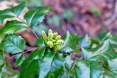 Holly-leaved Barberry [Berberis aquifolium]