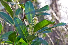 Cherry Laurel [Prunus laurocerasus]