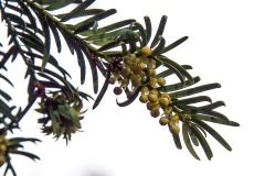 English Yew [Taxus baccata]