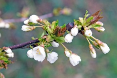 Wild Cherry [Prunus avium]