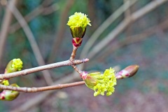 Norway Maple [Acer platanoides]