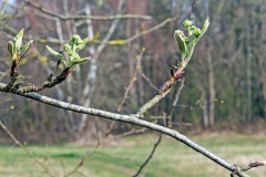 Rowan [Sorbus aucuparia]