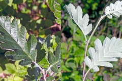 Swedish Whitebeam [Scandosorbus intermedia]