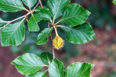 Beech [Fagus sylvatica]