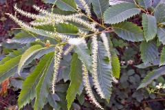 Sweet Chestnut [Castanea sativa]