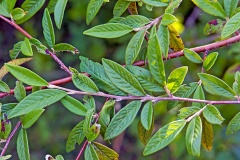 Willow-leaved Cotoneaster [Cotoneaster salicifolius]